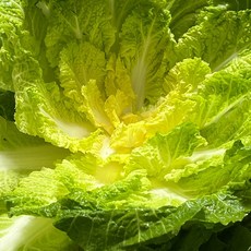 [KT알파쇼핑][밋앤밀] 해풍맞고 자란 진도 봄동 1kg(3-5입), 1개