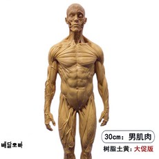 근골격해부학(그림으로보는