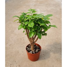 녹보수 미니 대박나무 공기정화식물