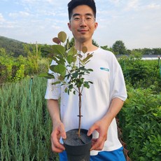 자엽안개나무 3년 매직컬레드파운테인, 매직컬레드파운테인 5치화분