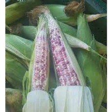 알록이찰옥수수