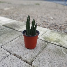 공룡꽃식물원(주)우각선인장 소품 10~20cm 25
