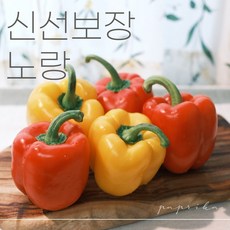 철원파프리카