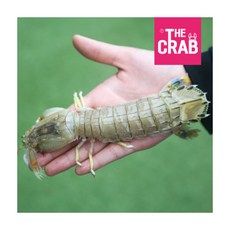 [더꽃게] 제철 갯가재 쏙 10kg 냉동 바다가재, 1개, 상세 설명 참조