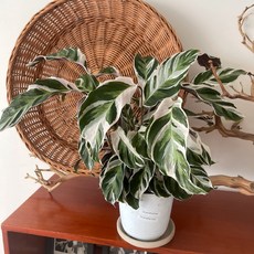 칼라데아퓨전화이트