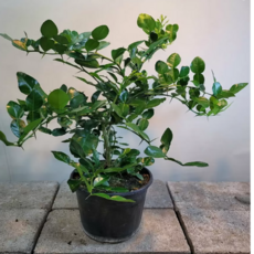 나의라임오렌지나무광란자그림