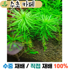 배추몬