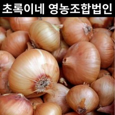 양파(3등)