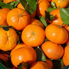 싱싱리일번지 제주 프리미엄 고당도 타이벡감귤 5kg 로얄과(2s... 1박스, 1개, 5kg 로얄과(2s~L)