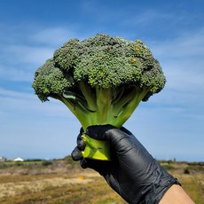 제주 브로콜리 1kg 2kg 3kg, 3kg (9개), 9개