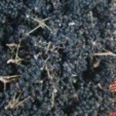 가시오가피열매