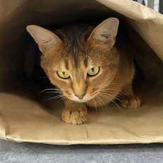 안심캣터널 숨숨흥미유발 고양이터널 분리불안터널, 안심터널