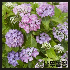 알사탕뮤지컬창원예매