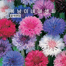 수레국화 꽃색랜덤 [4포트 복남이네야생화 모종], 4개