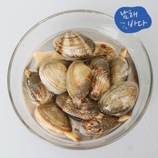 덕이네수산 [남해바다] 왕바지락 2kg, 단일상품, 기타
