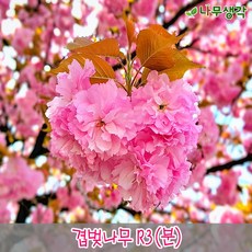 착한가격 나무생각 / 겹벚나무 / R3 / 개화주, 주