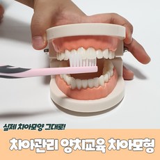 치아관리 양치교육 치아모형 치아틀 이빨모형 구강모형 양치치아모형 치아모형교구, 1개