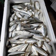 제철 맞은 가을 활 전어 500g 8-9미 전어회 전어구이, 1개