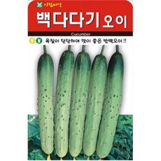 AR 백다다기 오이 맛 좋은 씨앗 500립