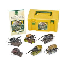  COLORATA 입체도감 피규어 장수풍뎅이 6종 박스세트 