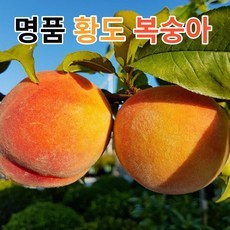 조치원딱딱이복숭아