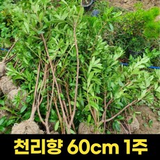 천리향 묘목 60cm 1주 분묘 공기정화 향기꽃, 1개