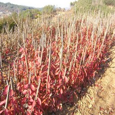 착한가격 나무생각 화살나무 묶음(모음), 화살나무 / 80cm / 5주, 1개