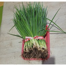 쪽파 노지재배 수확 발송 1kg 1개 1kg[원산지:국산(전라북도 부안군)]