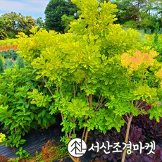 안개나무 골드스피릿 키150cm전후 개화주 나무 서산조경마켓, 10개