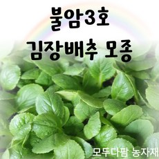 항암배추모종