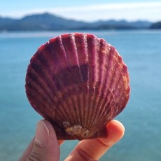 [초록초록팜] 산지직송 고성 싱싱한 홍가리비 3kg 조개구이 캠핑요리, 1개, 상세 설명 참조