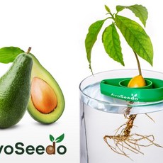 AvoSeedo - Avocado Tree Growing Kit Transparent 아보카도 재배기, 1개