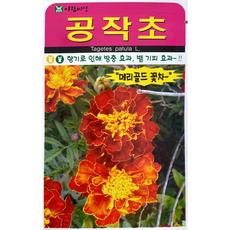 공작초