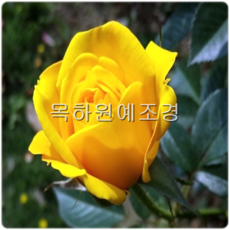 목하원예조경 사계고급정원장미(겹노랑) 2~3지 개화주