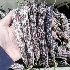 [5월 17일 수확 순차발송] 내고향푸드 2021년 수확 국내산 호랑이콩 호랑이강낭콩 1kg