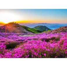 [텐바이텐] 500조각 직소퍼즐▶ 황매산 철죽 [CA5142], 옵션선택