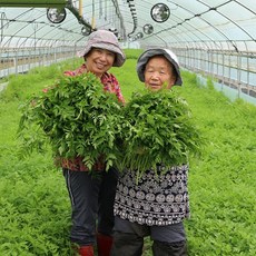 청주 유기농 밭미나리 1kg, 1개