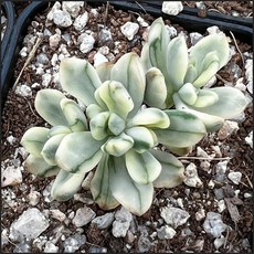 샘트라이크종류