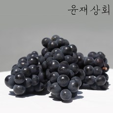 당도선별 캠벨포도 2kg 3kg ( 대부도 상주 송산 랜덤 발송 ) 에어캡포장, 가정용 2kg (2~8송이)