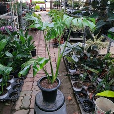 몬스테라델리시오사