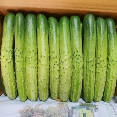 마켓타운 상주 백다다기 오이 백오이 백침오이 소박이 피글 오이지 20개 30개 50개, 백다다기 20개(4.5kg 내외)