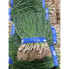 기장 흙쪽파 깐쪽파 1단, 기장 흙쪽파1단 1.5kg내외, 1개, 1.2kg