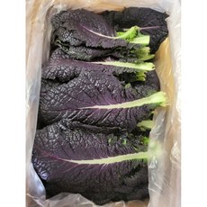 적겨자 2kg (1.8~2kg)박스 [원산지:국산] 쌈 적겨자 체소파는가게 채소파는가게 적겨자쌈 적겨자쌈채소 겨자쌈 쌈채소 유기농겨자잎 적근대 치커리, 1박스