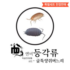 [분해생물] 굴뚝양쥐며느리 1cm 10마리 등각류, 기본형세트만, 1개, 믹스모프