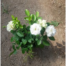 삼색찔레
