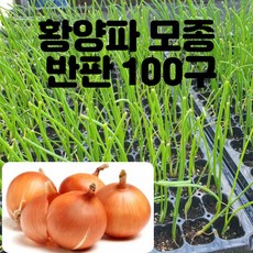 카타마루양파 TOP01