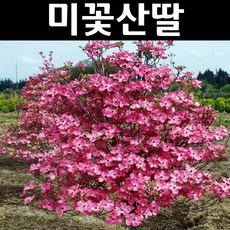 산딸기묘목