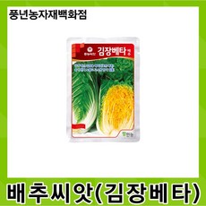 김장배추씨앗