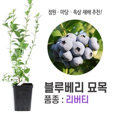 깨비농장 블루베리 나무 묘목 재배 키우기 (품종: 리버티)