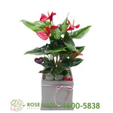 안스리움실버브러쉬